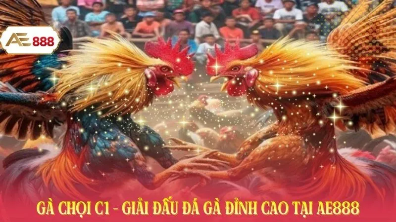 Gà Chọi C1 - Giải Đấu Đá Gà Đỉnh Cao Tại AE888